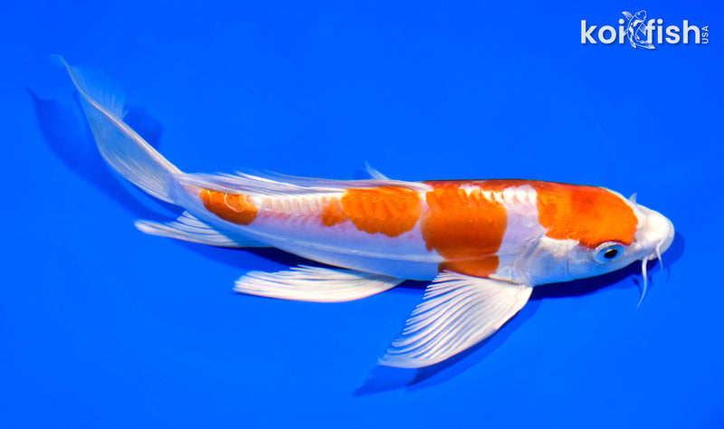 7.75" KIKUSUI BUTTERFLY