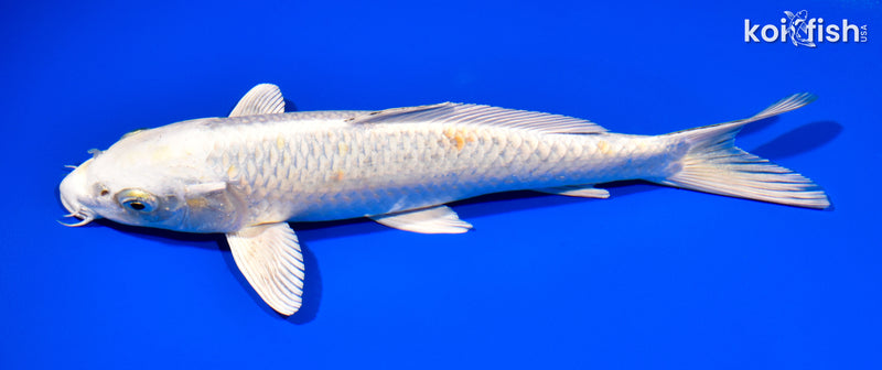 10.5" HARIWAKE