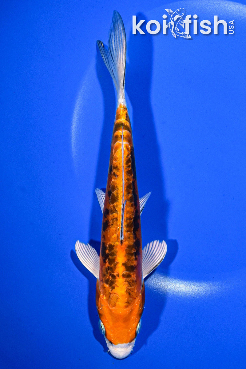 7" HEISEI NISHIKI