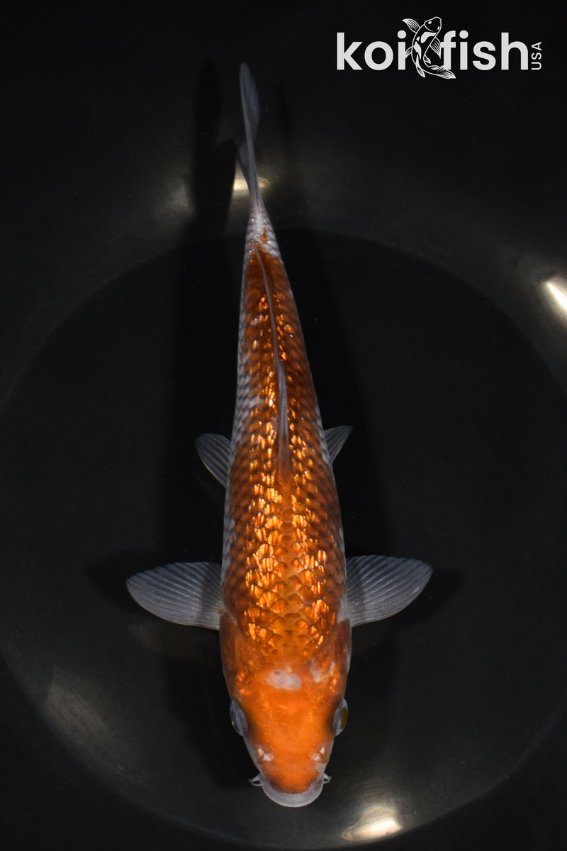 6.75" GINRIN OCHIBA SHIGURE