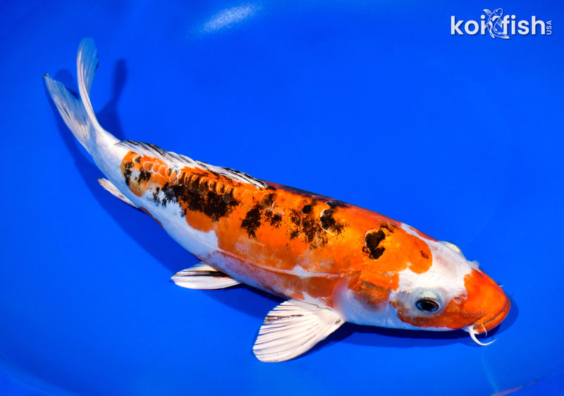 10.75" HEISEI NISHIKI