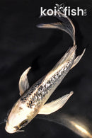 5.5" GINRIN GIN MATSUBA BUTTERFLY