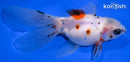 4.25" ORANDA GOLDFISH