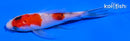 4.5" SANKE BUTTERFLY