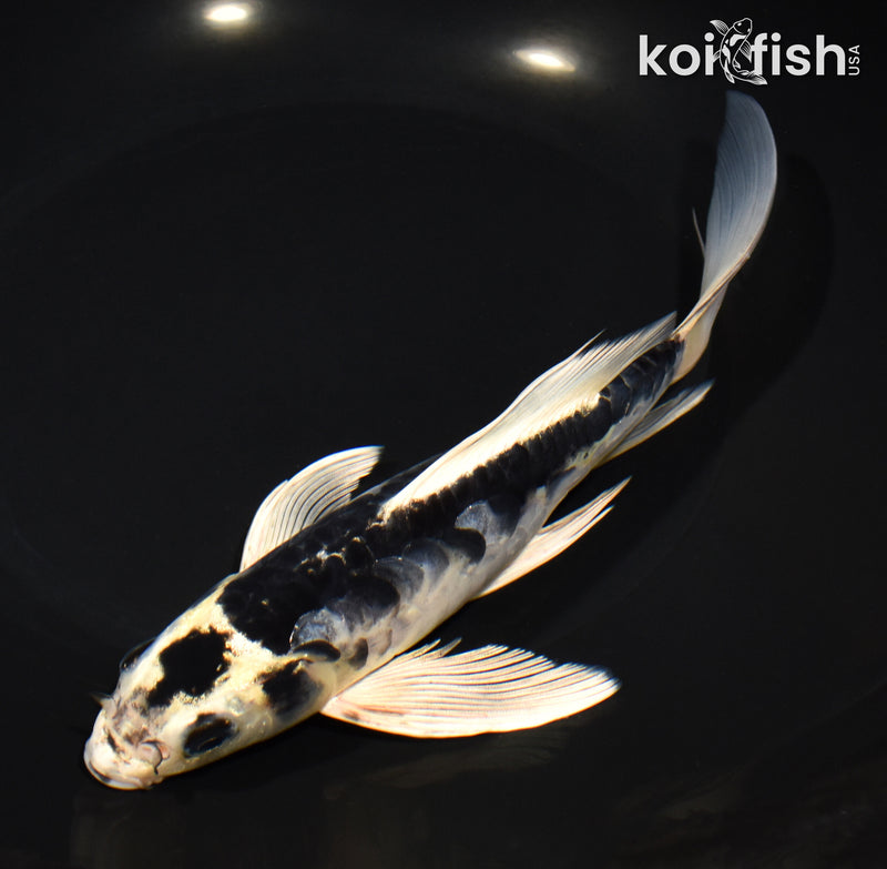 7.5" ARAGOKE KIN KIKOKURYU BUTTERFLY