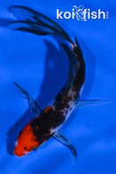 4.75" SANKE BUTTERFLY