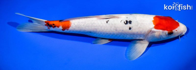 11.75" MARUTEN SANKE