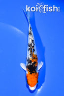 5.25" GINRIN YAMATO NISHIKI