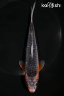 6.5" ASAGI