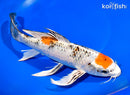10.5" YAMATO NISHIKI BUTTERFLY
