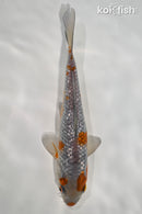 7.5" GINRIN OCHIBA SHIGURE