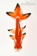 5.5" WATONAI GOLDFISH