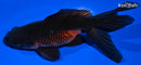 4.5" WAKIN GOLDFISH