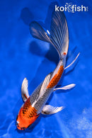7.5" KUJAKU BUTTERFLY