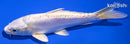 5.5" DOITSU PLATINUM OGON