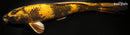 11.25" KIN KI UTSURI