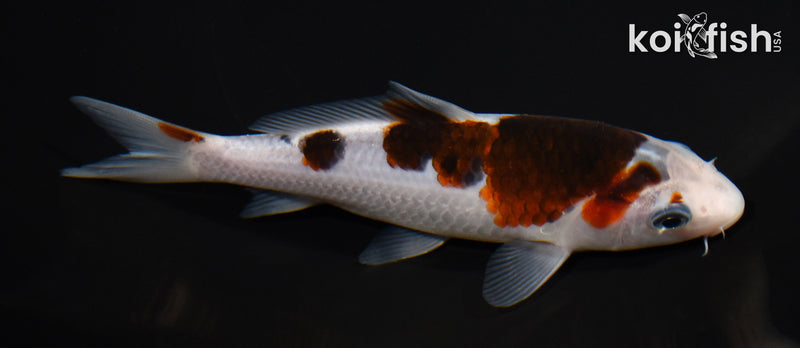 5.5" GOROMO
