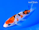 5.5" SANKE