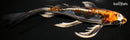10" BENI KIKOKURYU BUTTERFLY