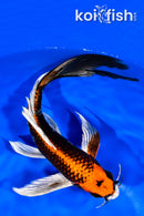 8.5" BENI GINGA BUTTERFLY