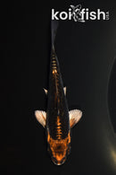 4.75" ARAGOKE BENI KIKOKURYU