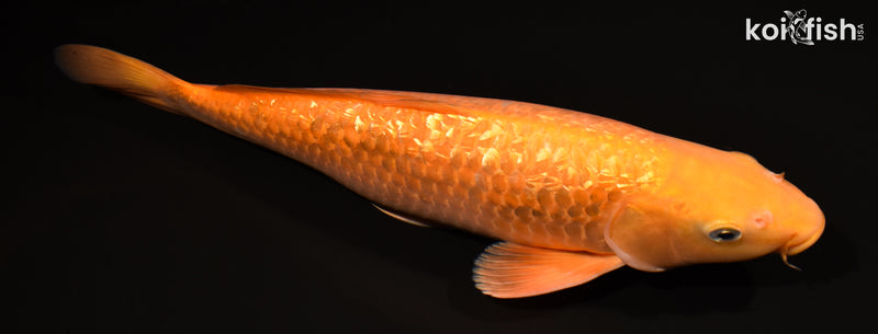 14.5" GINRIN CHAGOI