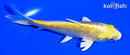 5" GINRIN YAMBUKI OGON