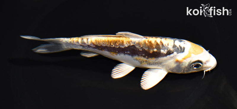 5.5" KIN KIKOKURYU