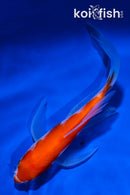 5.25" KOHAKU BUTTERFLY
