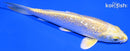 5.5" GINRIN YAMABUKI OGON