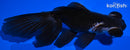4.5" TELESCOPE GOLDFISH