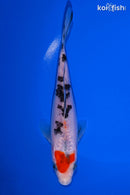 6.5" SANKE