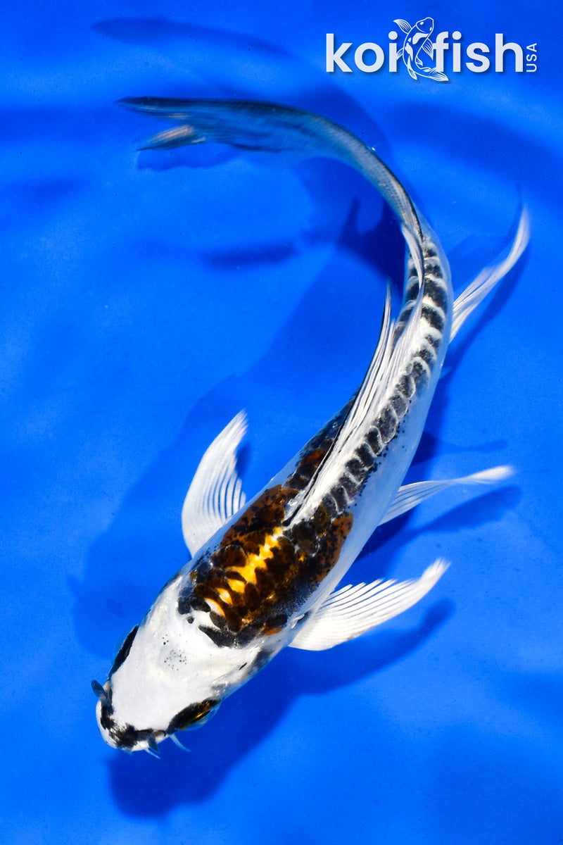 5" KIN KIKOKURYU BUTTERFLY