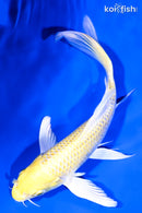 6.75" LEMON HARIWAKE BUTTERFLY