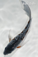 6.5" GINRIN OCHIBA SHIGURE BUTTERFLY