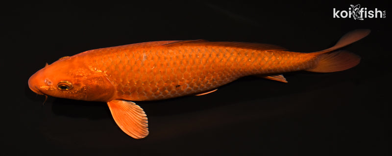 12.5" CHAGOI