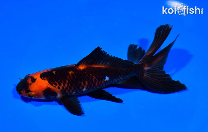 5.5" WATONAI GOLDFISH