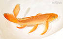 10" CHAGOI BUTTERFLY