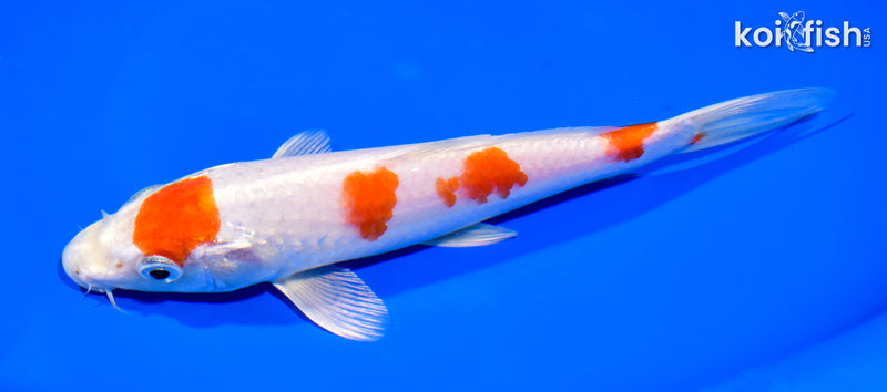7.25" HARIWAKE