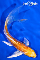 5.25" GINRIN LEMON HARIWAKE BUTTERFLY