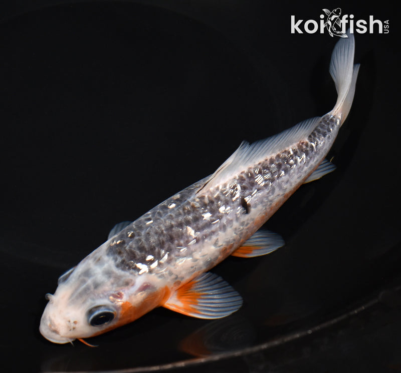 7.25" GINRIN ASAGI