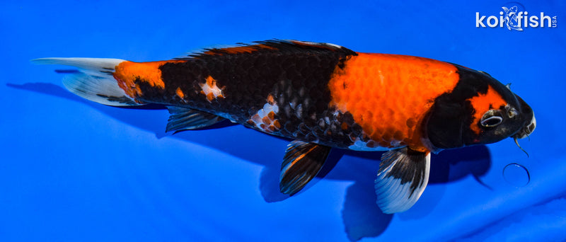 11.5" HI SHOWA