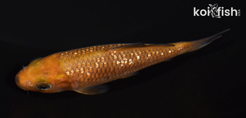3.75" GINRIN CHAGOI
