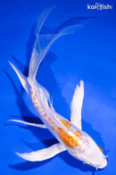6.75" HEISEI NISHIKI BUTTERFLY