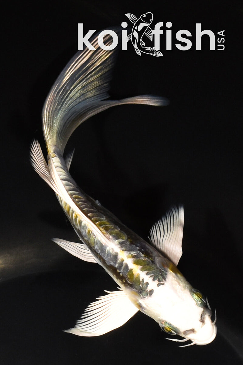 5.75" ARAGOKE KIN KIKOKURYU BUTTERFLY