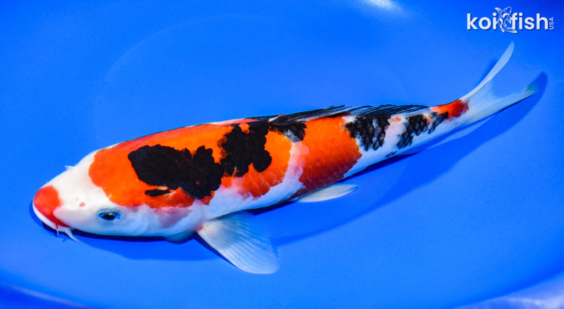 10.25" SANKE