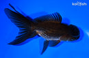 5.25" ORANDA GOLDFISH