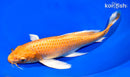 9.75" ORENJI OGON BUTTERFLY