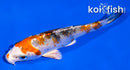 4" YAMATO NISHIKI