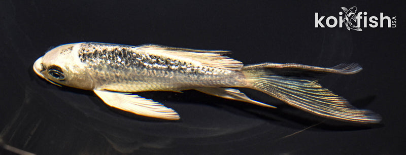 5.5" GINRIN GIN MATSUBA BUTTERFLY